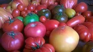 TOMATE ANCIENNE